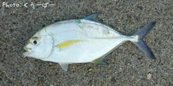 ¥«¥¹¥ß¥¢¥¸