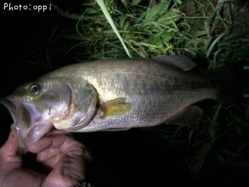 ¥Ö¥é¥Ã¥¯¥Ð¥¹