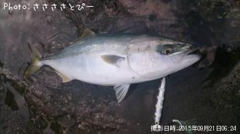 ���ʥ�������