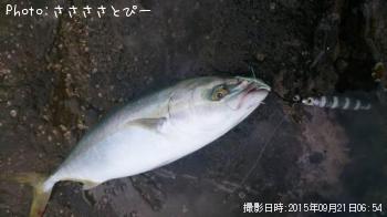 ���ʥ�������