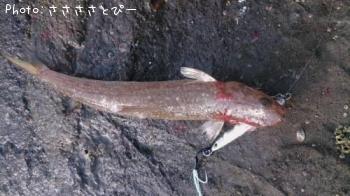 ���ʥ�������