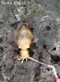 �����ꥤ��