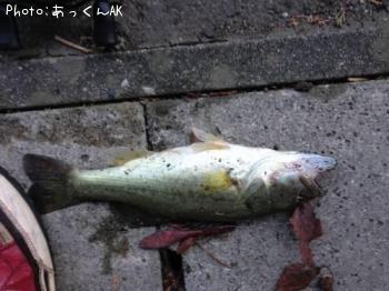 �֥�å��Х�