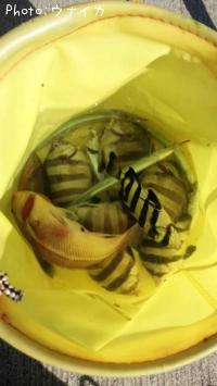 �٥顢���������������