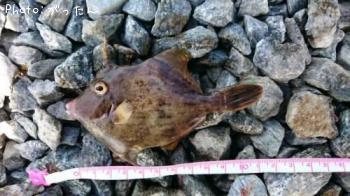 ���ޥť�ϥ�