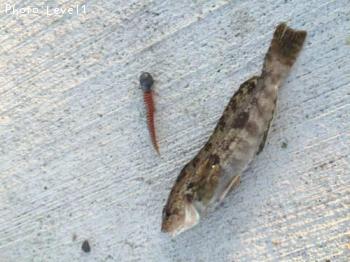 �����ʥ�