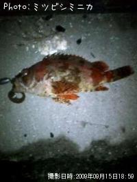 ¥è¥í¥¤¥á¥Ð¥ë