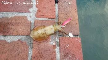 �����ꥤ��