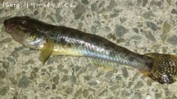 �ڤ�����