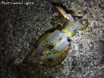 ¥¢¥ª¥ê¥¤¥«