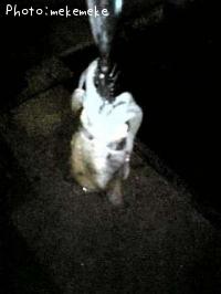 �����ꥤ��