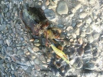 ¥¢¥ª¥ê¥¤¥«