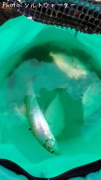 �����ȥ����