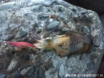 ¥¢¥ª¥ê¥¤¥«