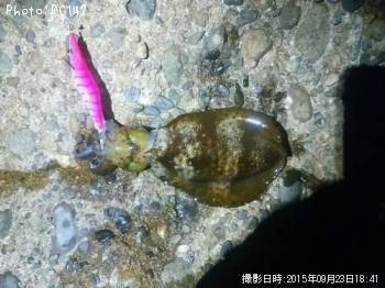 ¥¢¥ª¥ê¥¤¥«