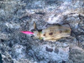 �����ꥤ��