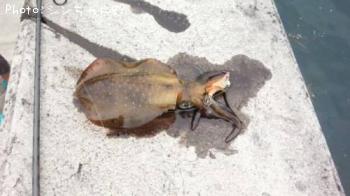 �����ꥤ��