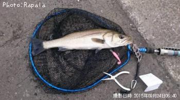 �����Х�