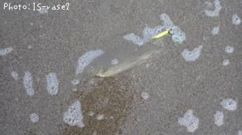 �����ӥ��