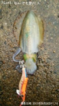 ¥¢¥ª¥ê¥¤¥«