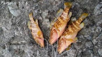 �����ϥ�