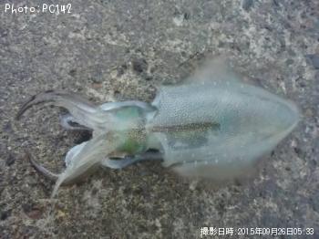 �����ꥤ��