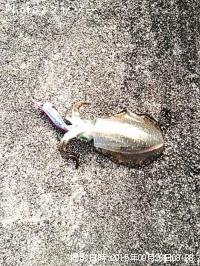 �����ꥤ��