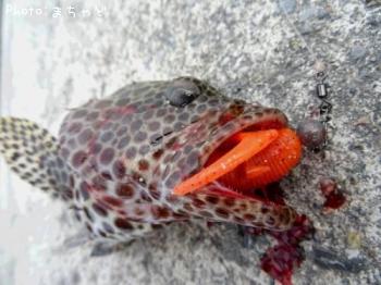 �����ߡ��Х��ڥ�����ϥ���