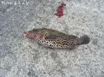 �����ߡ��Х��ڥ�����ϥ���