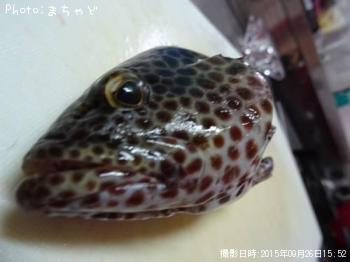 �����ߡ��Х��ڥ�����ϥ���