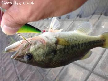 ¥Ö¥é¥Ã¥¯¥Ð¥¹