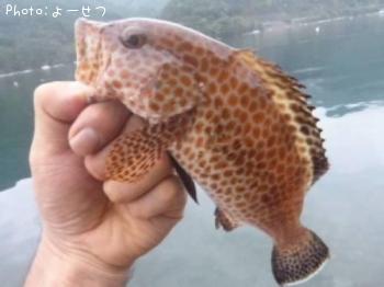 �������ϥ�