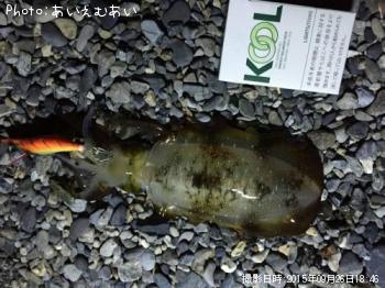 �����ꥤ��