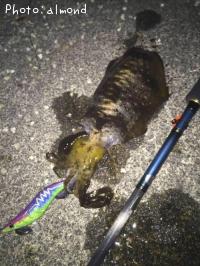 �����ꥤ��