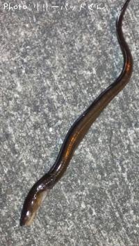 ���ʥ�����Х���