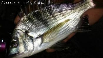 ���ʥ�����Х���