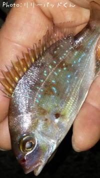 ���ʥ�����Х���