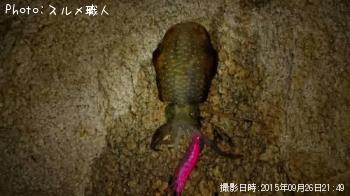 �����ꥤ��