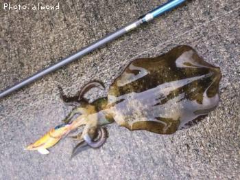 ¥¢¥ª¥ê¥¤¥«