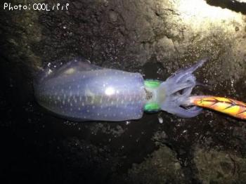 �����ꥤ��