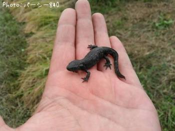 ¤¢¤«¤Ï¤é¥¤¥â¥ê