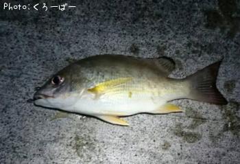 �����ե�����