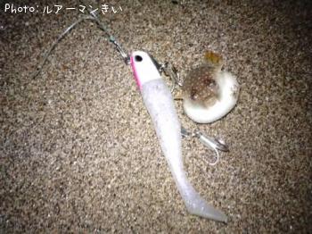 ¥Í¥¿¤Ç¤¹¡£