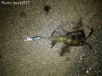 �����ꥤ��