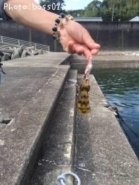 �����ꥤ��