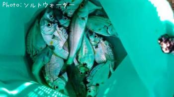 ¥¼¥ó¥á¡¡¥Ï¥¼¡¡¥»¥¤¥´