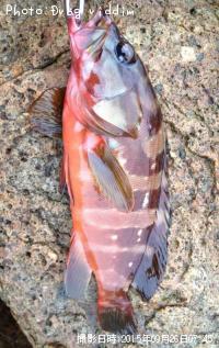 �����ϥ�