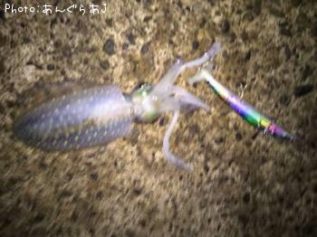 ¥¢¥ª¥ê¥¤¥«