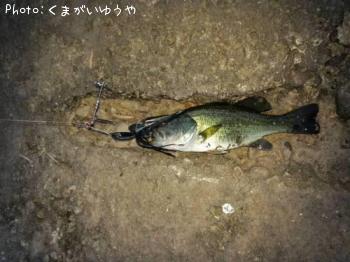 ¥é¡¼¥¸¥Þ¥¦¥¹