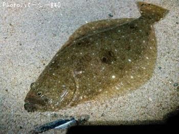 ¥Ò¥é¥á¡Ê¥½¥²¡Ë